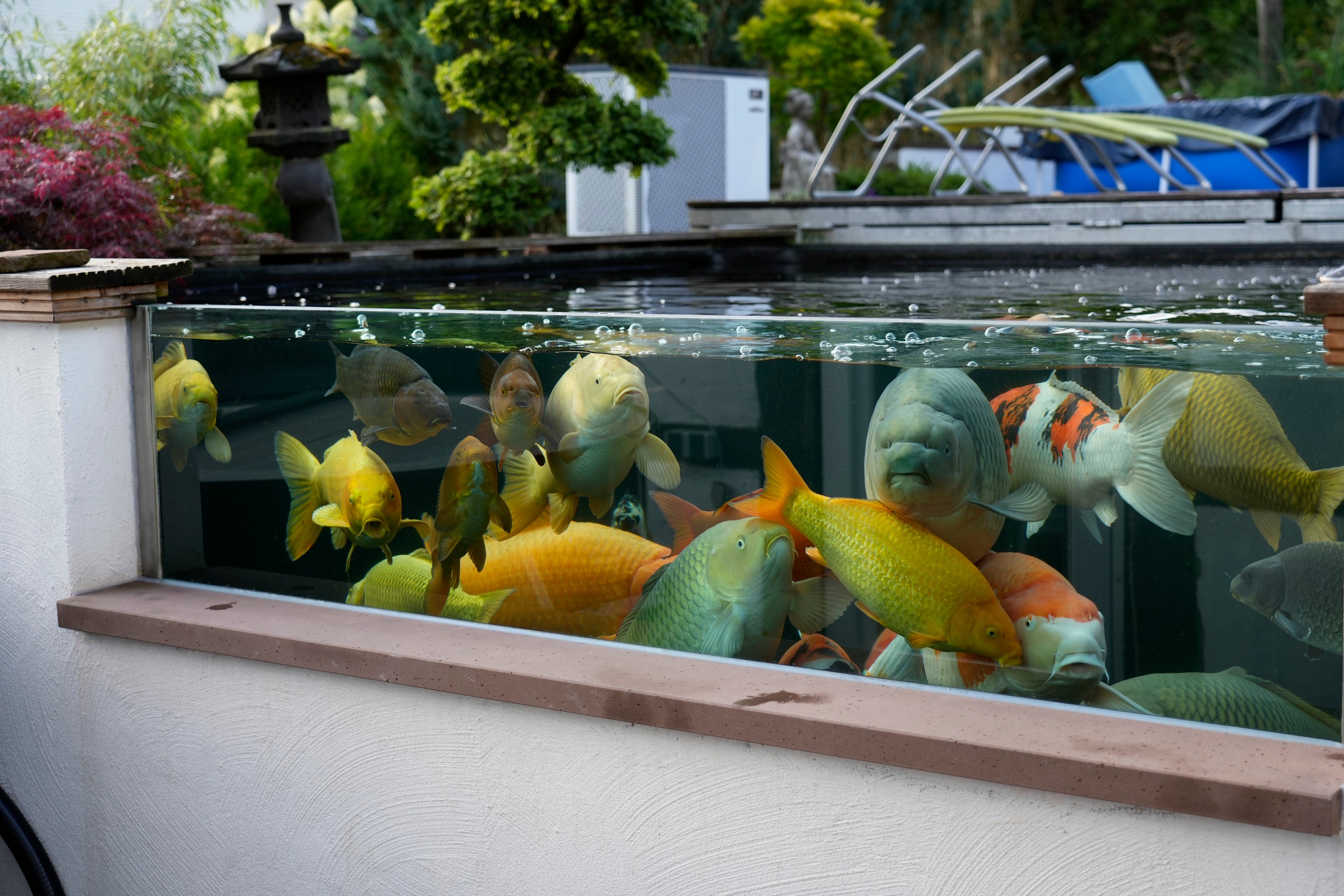 DAS KOIFUTTER günstig im online shop kaufen, koifutter für wachstum und klares wasser zum fairen preis