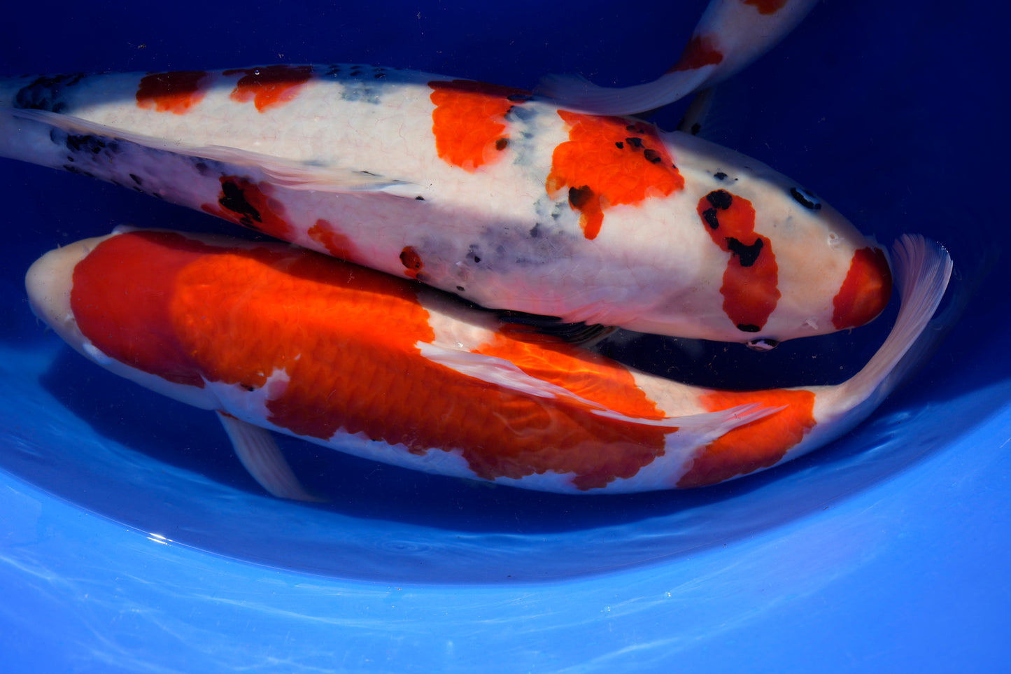 Koifutter, koi futter, koifutter kaufen, koi ganzjahresfutter, koi winterfutter, koi wachstumsfutter, koi mikronährstoffe, koifutter für wachstum, koifutter günstig, koifutter fischmehl, koifutter jumbo koi, koifutter tosai, koifutter nisai, koifutter online kaufen, koifutter youtube, koi futter bestellen, koifutter preiswert, koifutter discount, koifutter rabatt, koifutter schwimmend, koi handfüterung, koi snacks, koi taler, koifutter riesentaler, koi leckerlies, koifutter für kinderkoifutter zahme koi, da