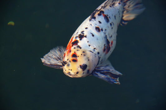 Koifutter für Goldfische, Koifutter für Störe?