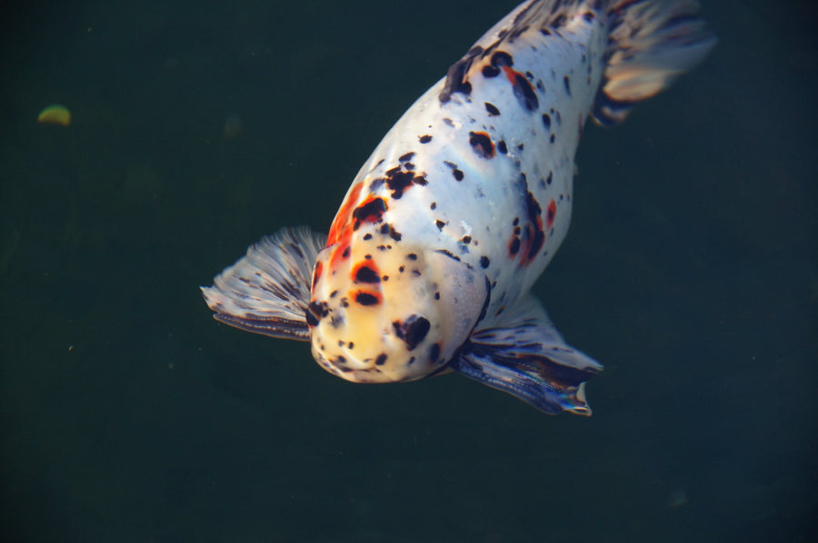 Störfutter im Koiteich: Dürfen Störe und Goldfische Koifutter fressen?
