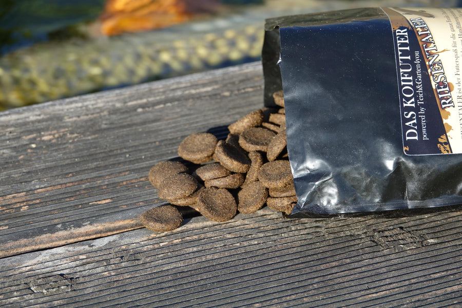 Koi handzahm machen: Handfütterung mit RIESENTALER