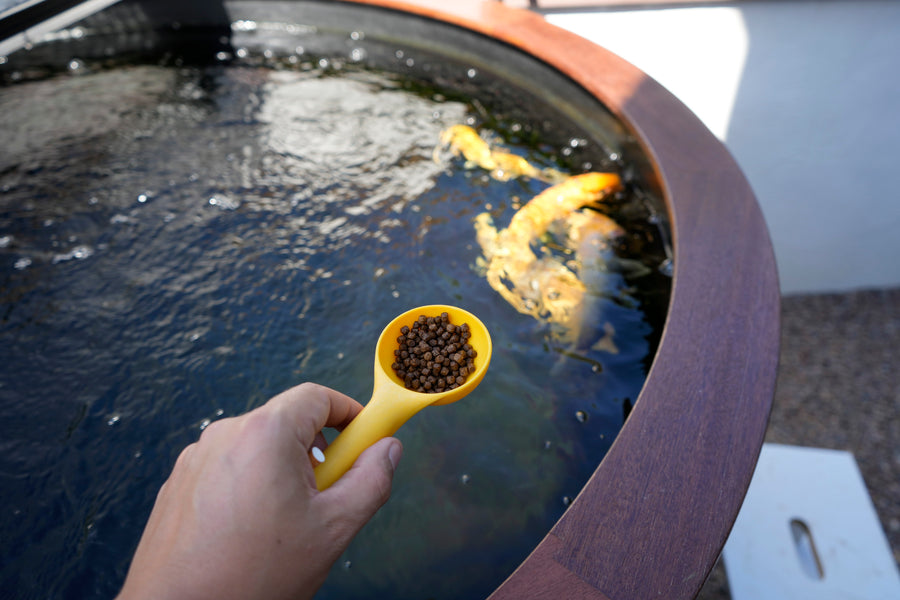 Koi füttern: Wie oft, wie viel & bei welcher Temperatur?