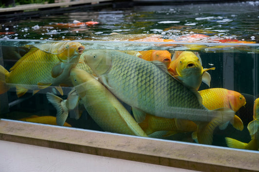Wie bekomme ich klares Wasser im Koiteich?
