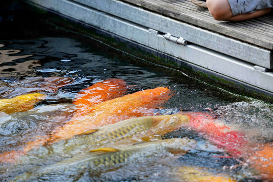 Wieviel Koi pro 1.000 Liter Wasser?