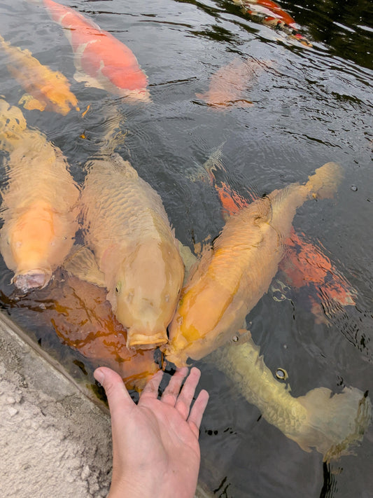 Koifutter Testsieger – DAS KOIFUTTER