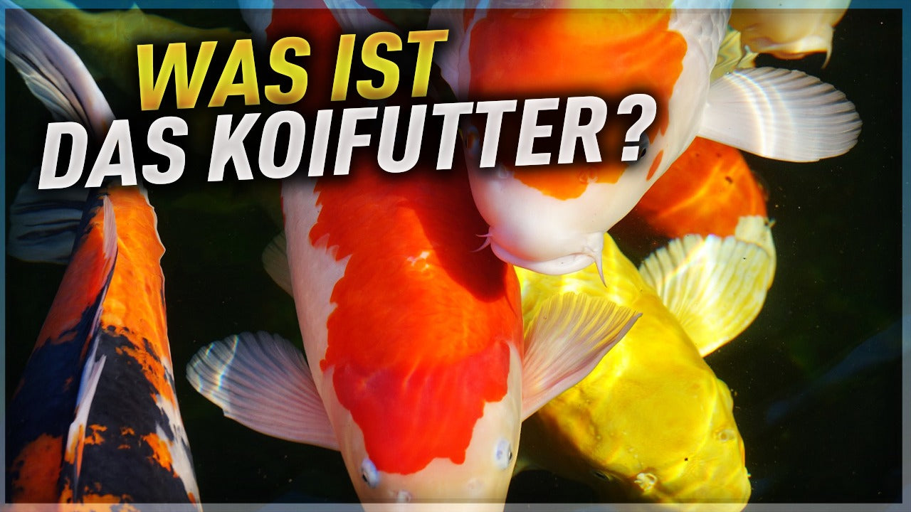 Video laden: 