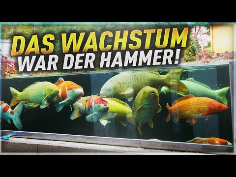 Kescher, Rundkescher für den Teich und Koiteich. Zum Fangen von Teichfischen und Koi Karpfen. Teleskopstil für Teleskopkescher aus Alu. Sehr leicht und gute Maschenweite.